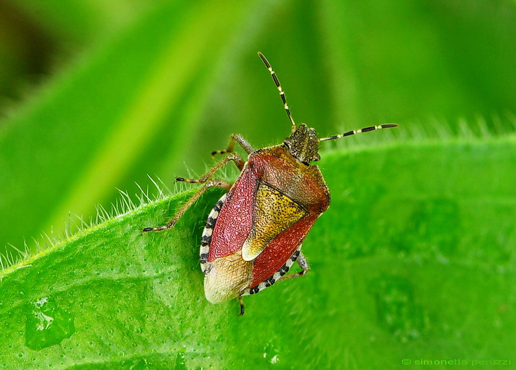 Dolycoris baccarum  / Ancora lei, regina dei prati